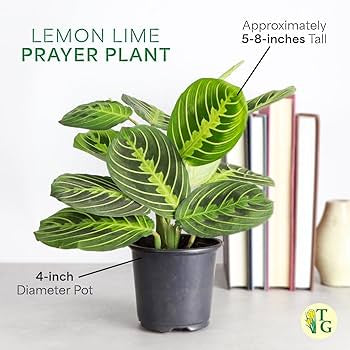 Prayer Plant lemon lime