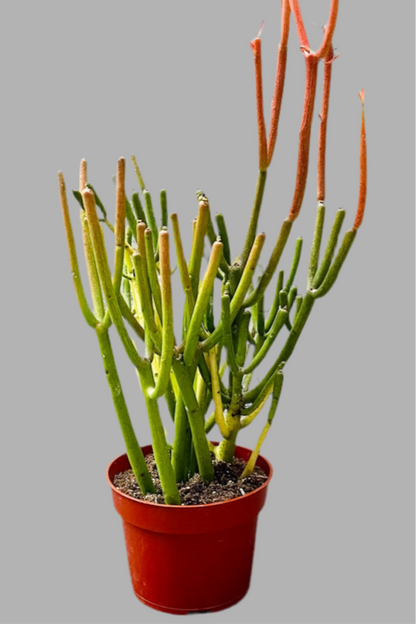 4” Euphorbia Tirucalli - Fire sticks cactus
