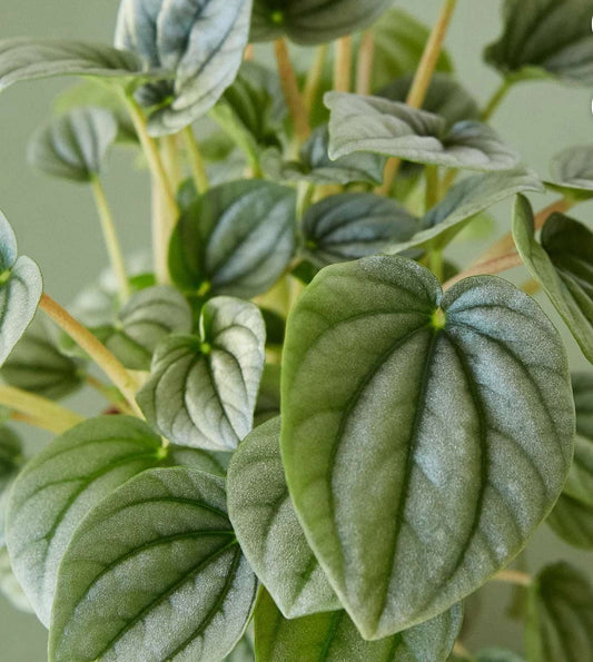 Peperomia 4”