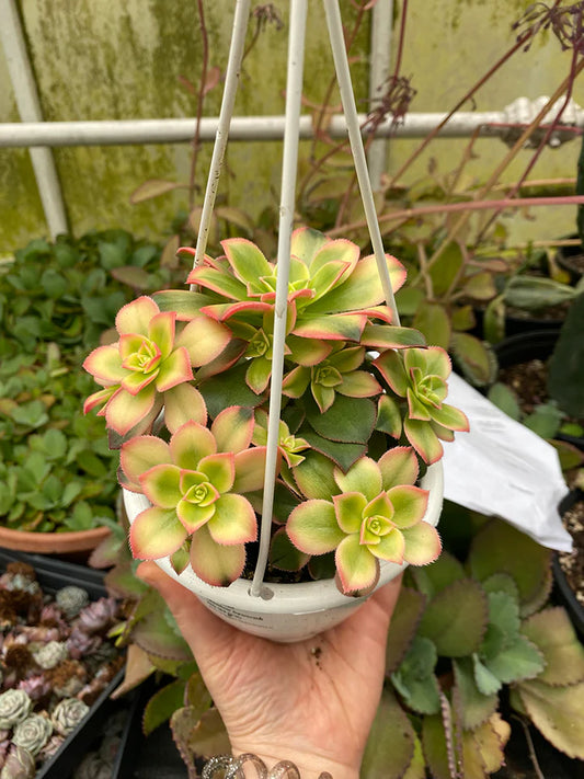 Aeonium Kiwi Hanging Basket - 4.5"