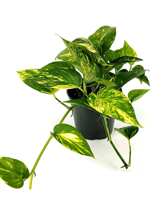 4” Golden Pothos