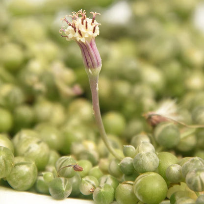 String Of Pearls Variegated Hanging Basket - 4.5"