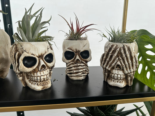 Skull planters - hear no, see no, speak no - set of 3