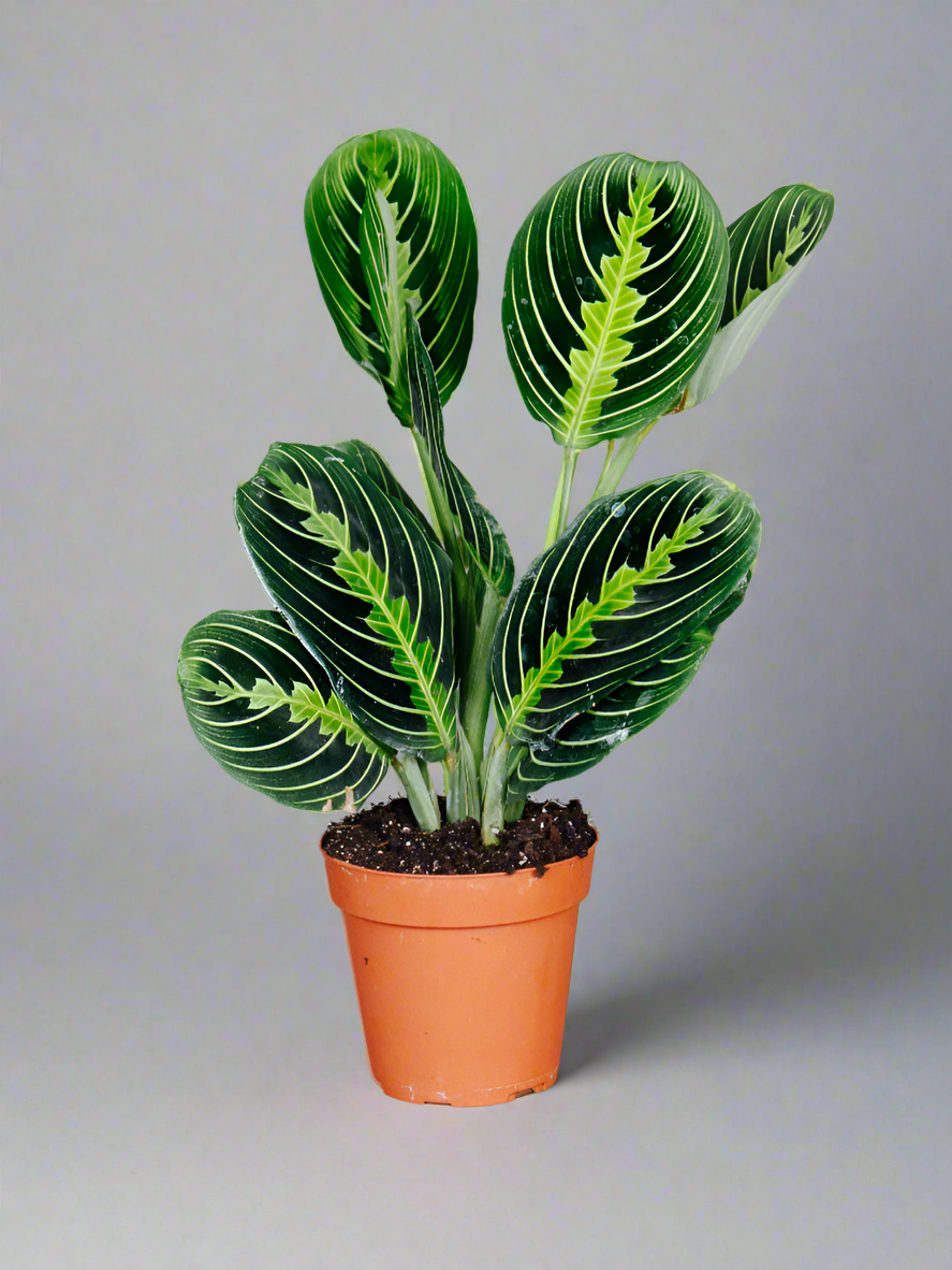 Prayer Plant lemon lime