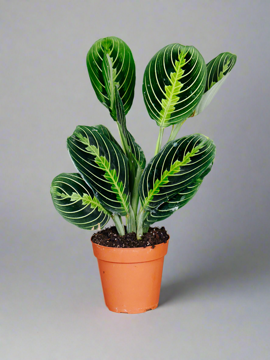 Prayer Plant lemon lime