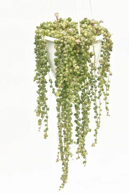 String Of Pearls Variegated Hanging Basket - 4.5"