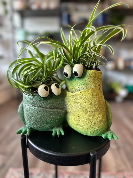 Frog with spider plants