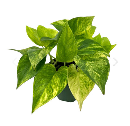 Pothos Neon Queen - 4"