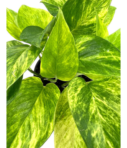 Pothos Neon Queen - 4"