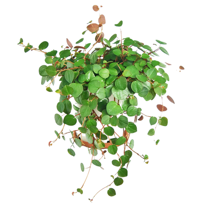 Peperomia Ruby Cascade Hanging Basket - 4.5"