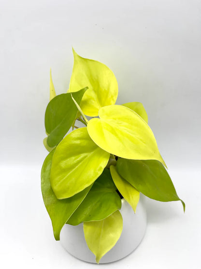 Philodendron Cordatum Lemon Lime - 4"