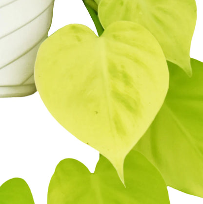 Philodendron Cordatum Lemon Lime - 4"