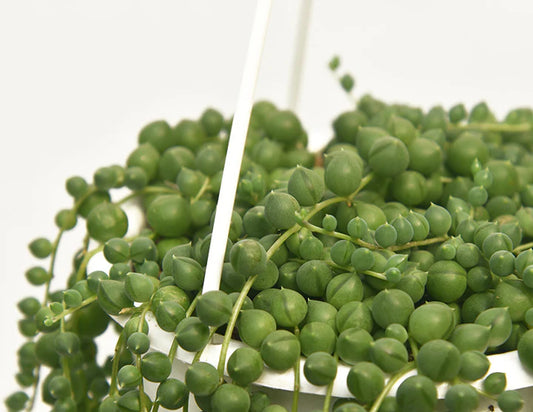 String Of Pearls Hanging Basket - 6"