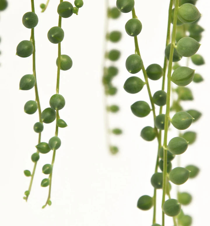 String Of Pearls Hanging Basket - 6"