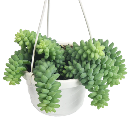 Burro's Tail Hanging Basket - 6"