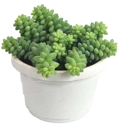 Burro's Tail Hanging Basket - 6"