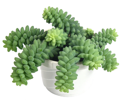 Burro's Tail Hanging Basket - 6"