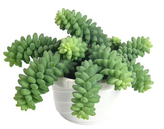 Burro's Tail Hanging Basket - 6"