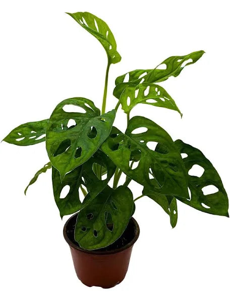 Monstera Adansonii Swiss Cheese - 4"