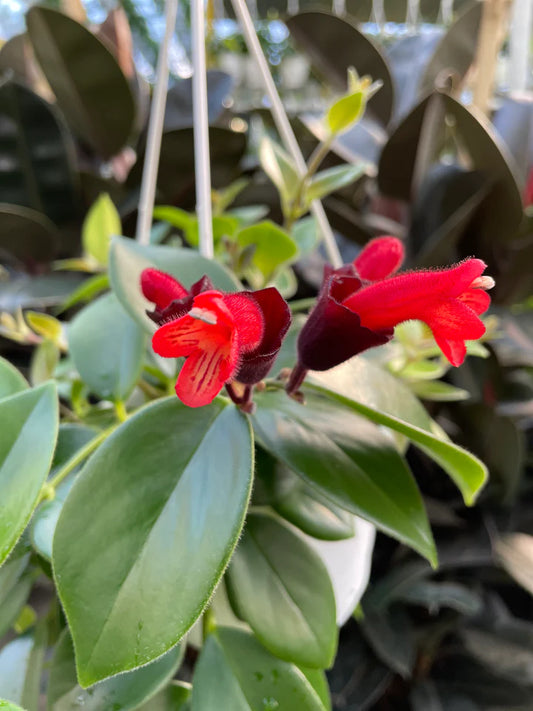 Lipstick plant- 4"