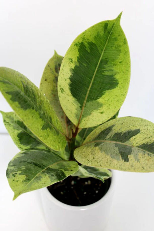 Ficus Shiveriana Moonshine Variegated - 4"