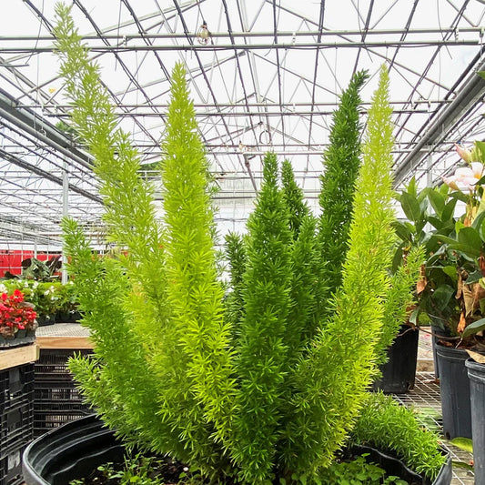 Foxtail Fern - 6"