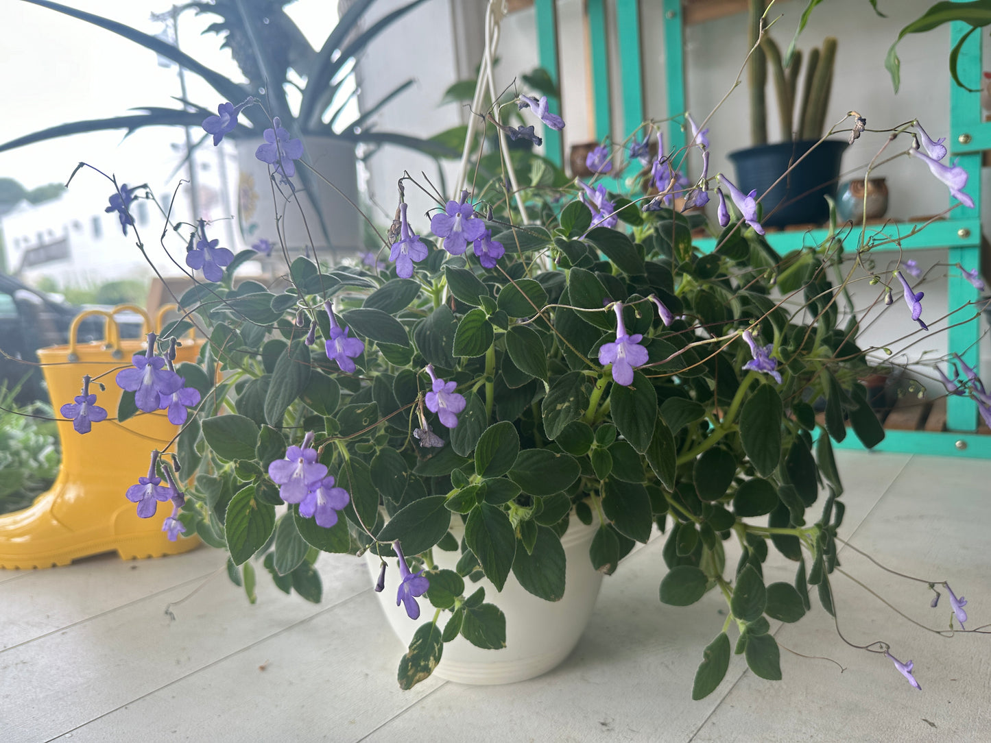 Streptocarpella “false African violet” hanging basket