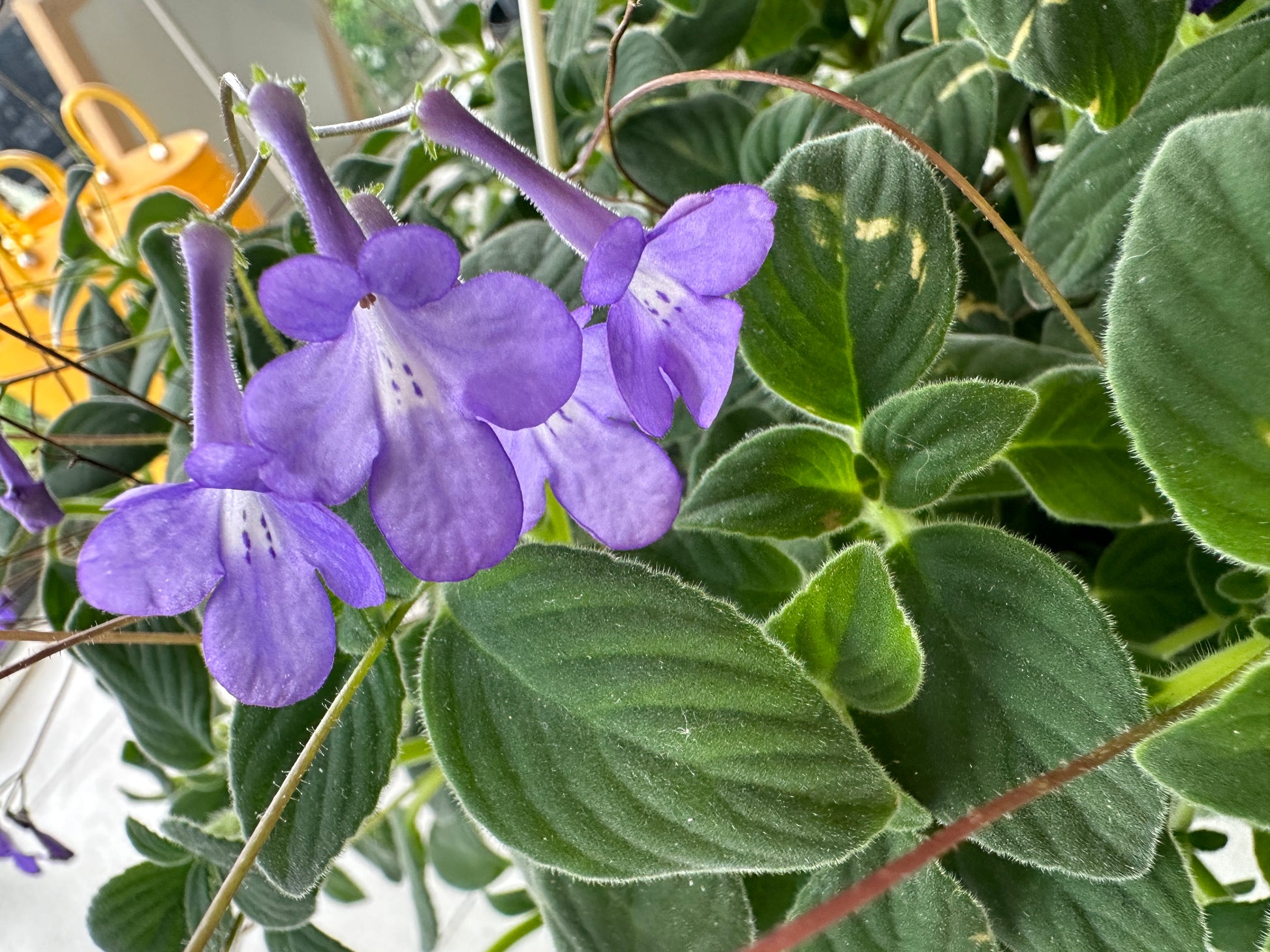 violet leaf hanging plant Streptocarpella “false African violet” hanging basket – Jennifer's Plant Stand