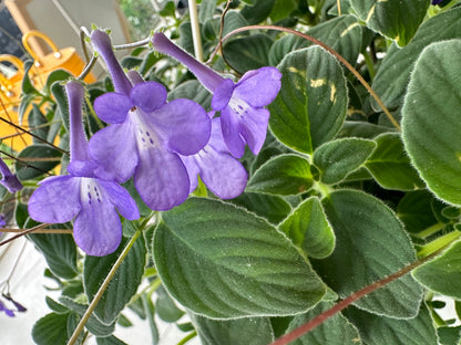 Streptocarpella “false African violet” hanging basket