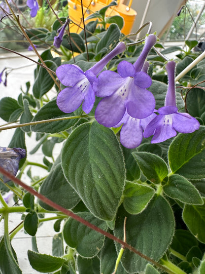 Streptocarpella “false African violet” hanging basket