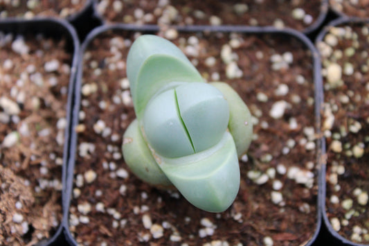 Argyroderma - 4"
