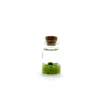 Marimo Moss Pet - mini