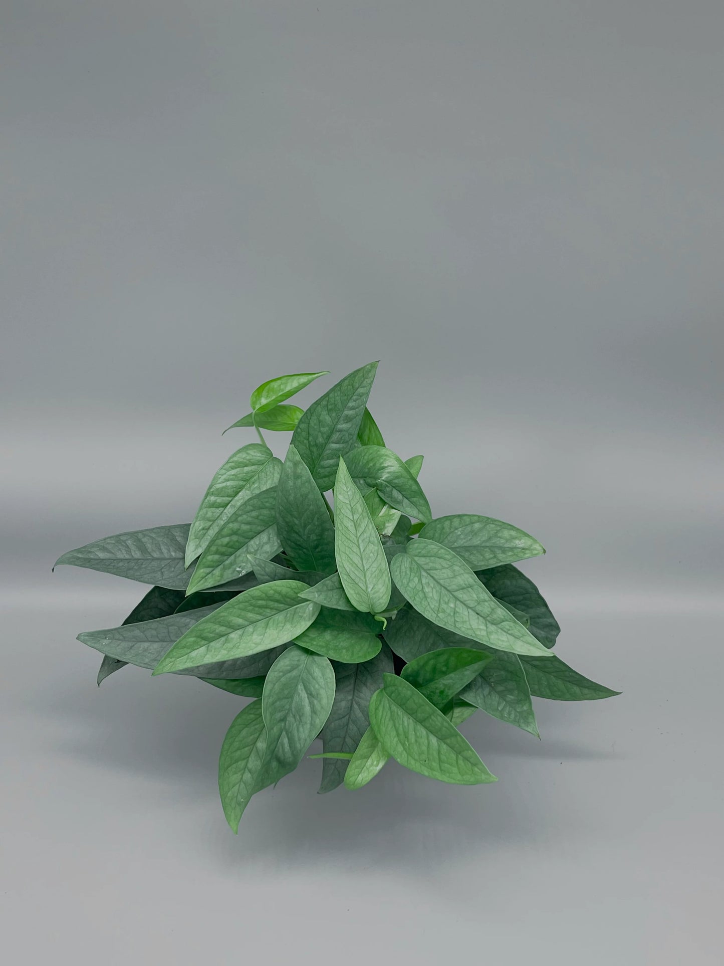 Pothos Cebu Blue - 4"