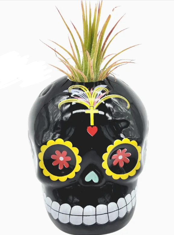 sugar skull air plant Sugar Skull with Air plant