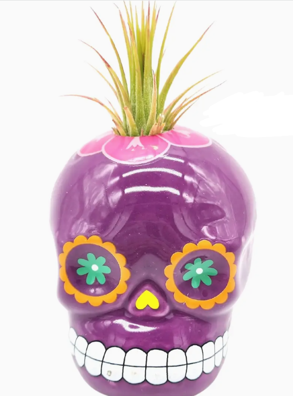 Sugar Skull with Air plant
