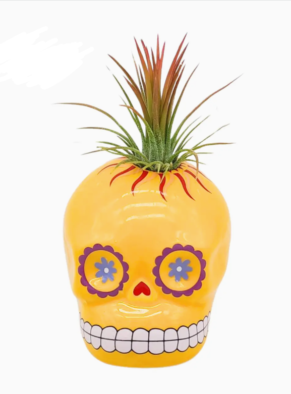 sugar skull air plant Sugar Skull with Air plant