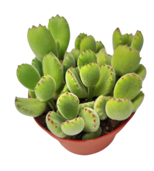 Cotyledon Bear Paws 4"