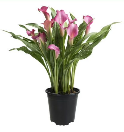 Cala Lilly 4"