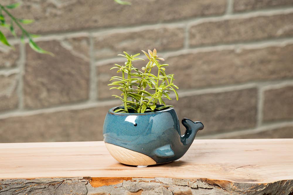 Sm Blue Whale Planter-2" H