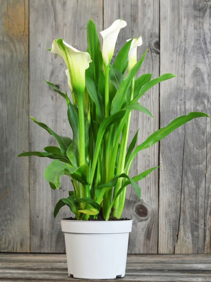 Cala Lilly 4"