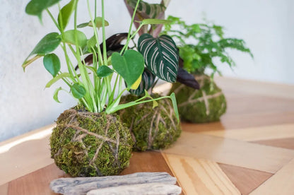 Create-your-own Kokedama Workshop on Friday August 30th