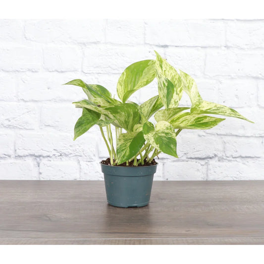 4” Marble Queen Pothos