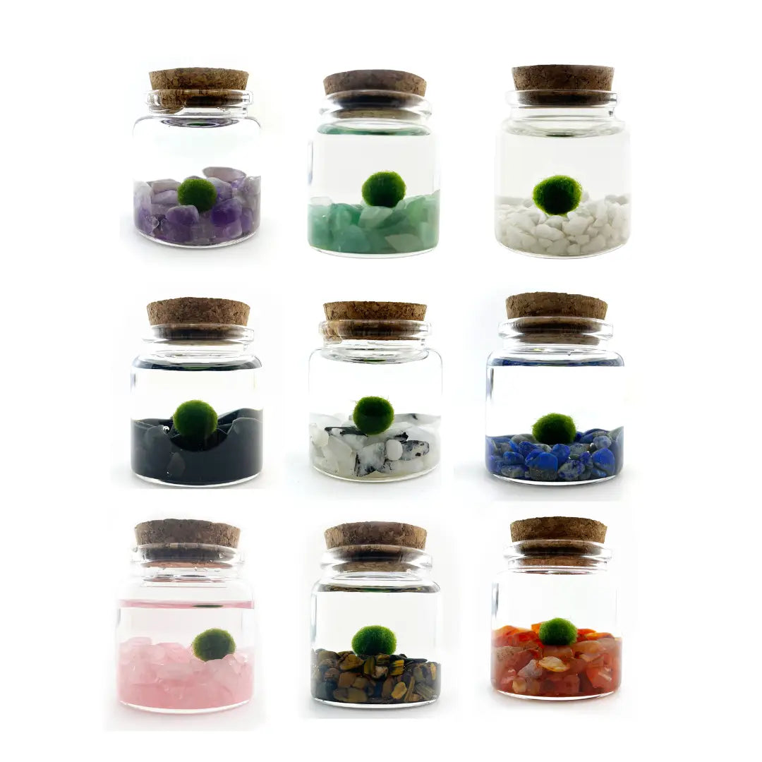 Marimo Moss Pet
