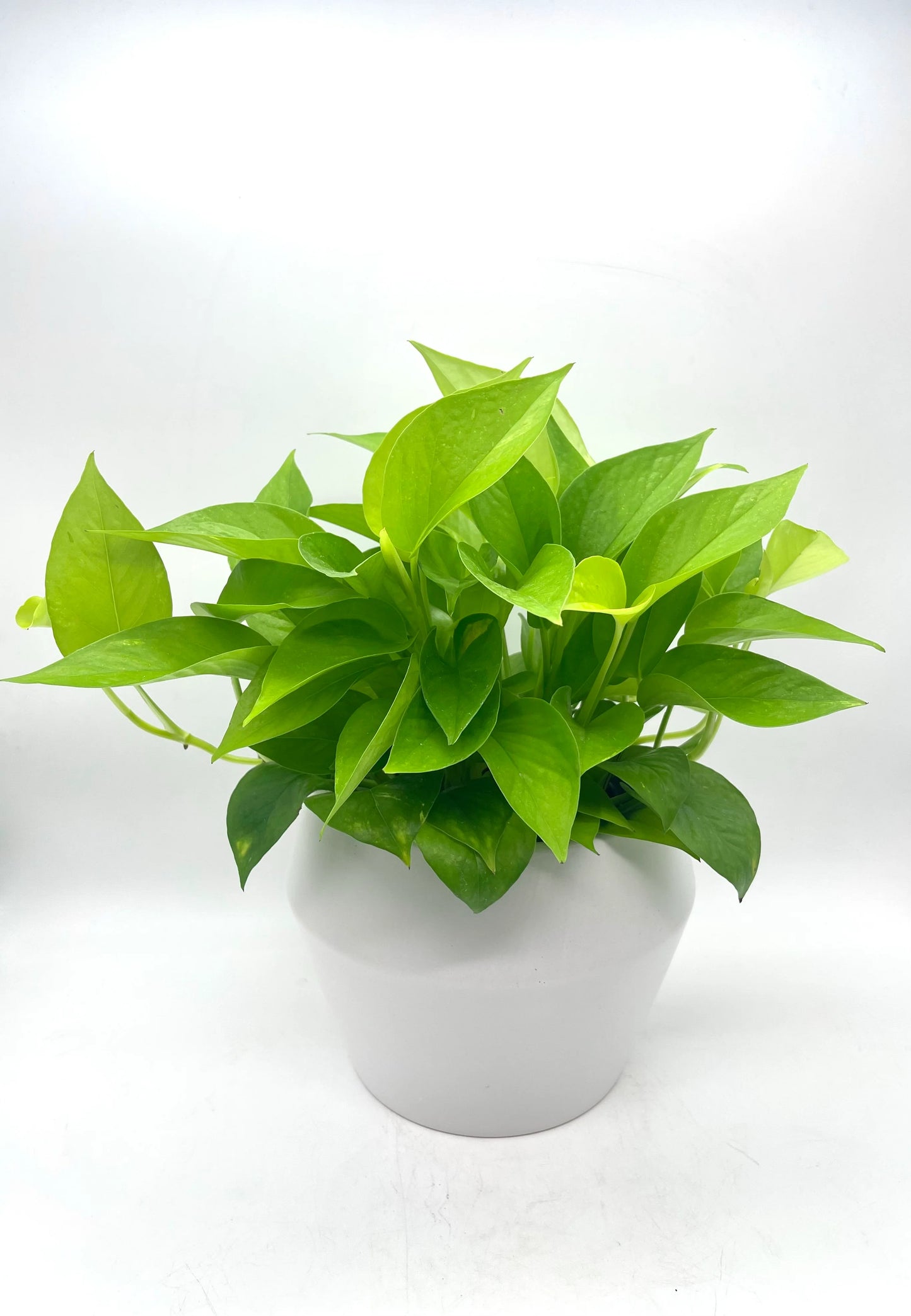 Pothos Neon - 4"