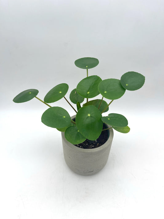 Pilea Peperomioides - 3.5"