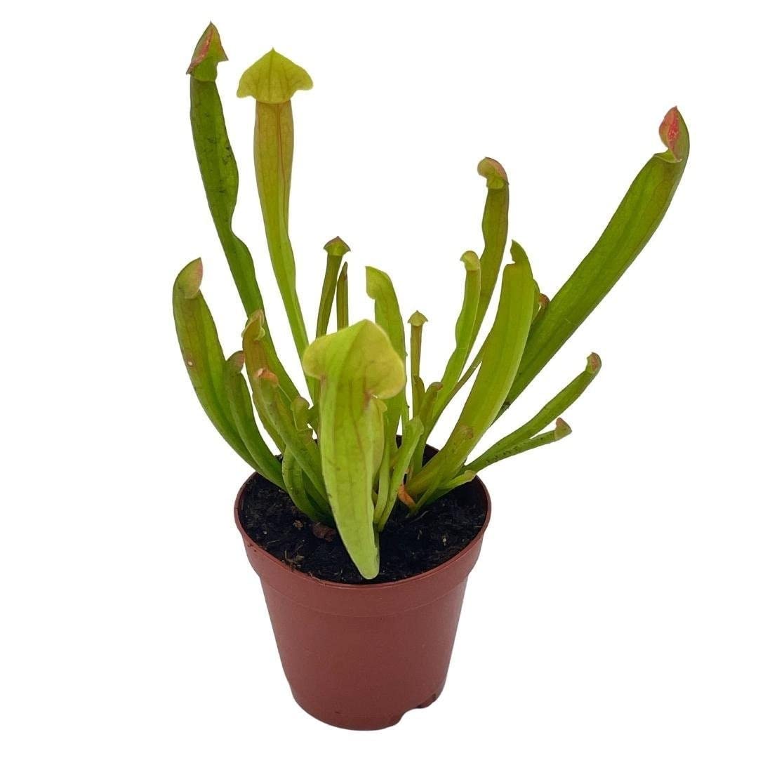 Sarracenia Pitcher Plant - 3.5"