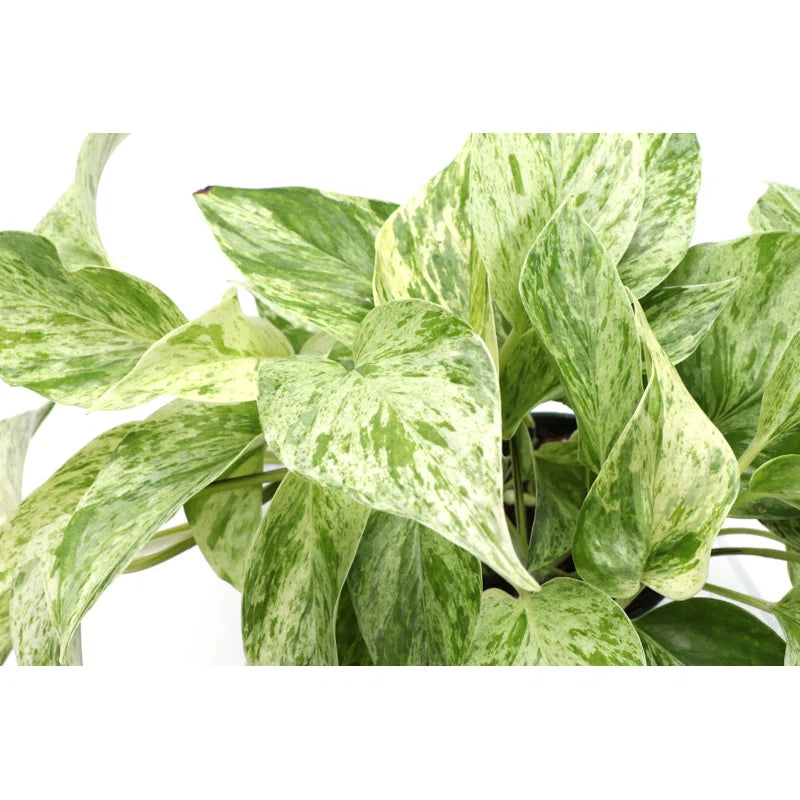 4” Marble Queen Pothos