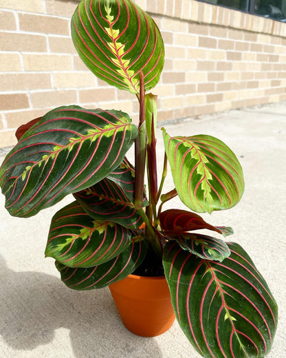 Prayer Plant