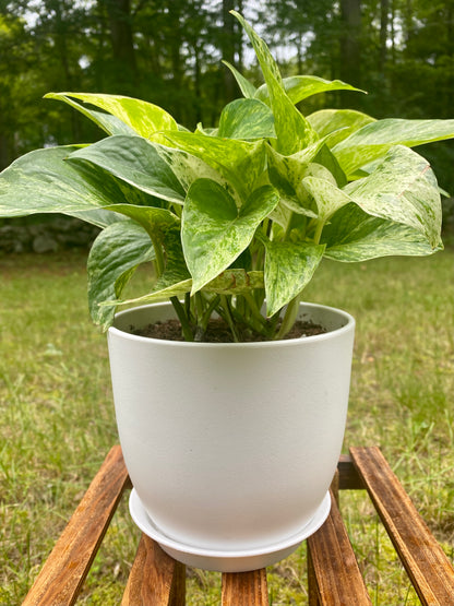 Pothos Marble Queen