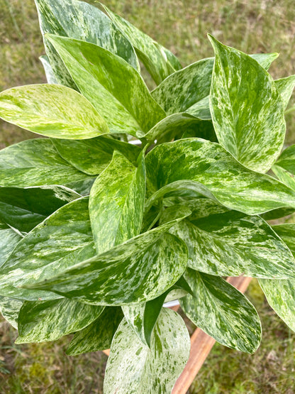 Pothos Marble Queen